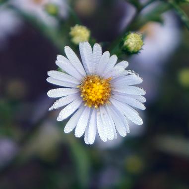 Symphyotrichum oolentangiense