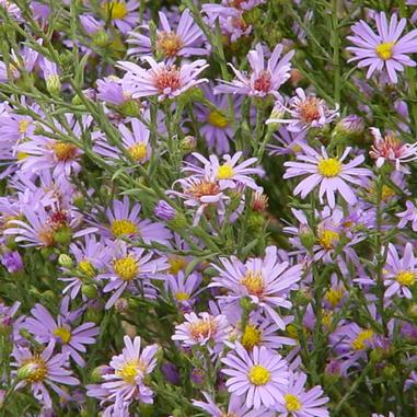 Symphyotrichum laeve var. laeve
