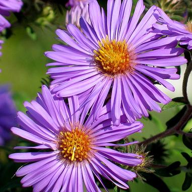 Symphyotrichum novae-angliae