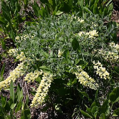 Baptisia leucophaea (bracteata var. leucophaea)