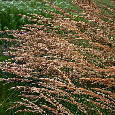 Calamagrostis canadensis