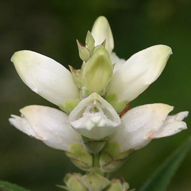 Chelone glabra