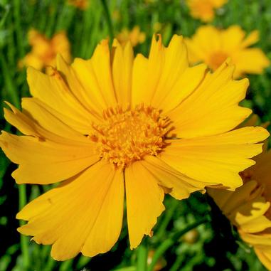 Coreopsis lanceolata