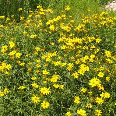 Coreopsis palmata