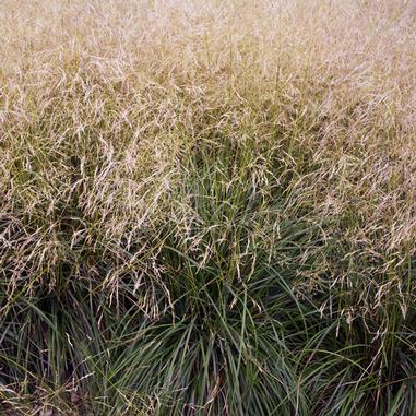 Deschampsia cespitosa