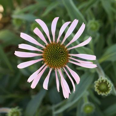 Echinacea pallida