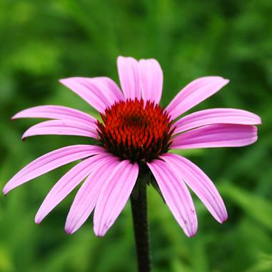 Echinacea purpurea