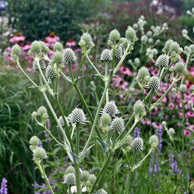 Eryngium yuccifolium