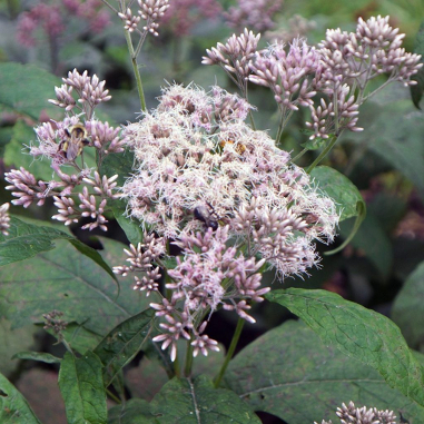 Eupatorium (Eutrochium) purpureum