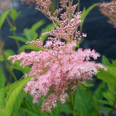 Filipendula rubra