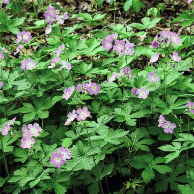 Geranium maculatum
