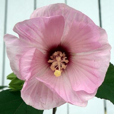 Hibiscus moscheutos