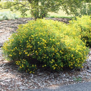 Hypericum kalmianum