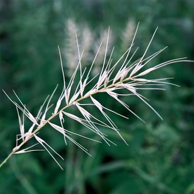 Elymus hystrix