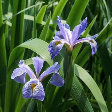 Iris virginica var. shrevei