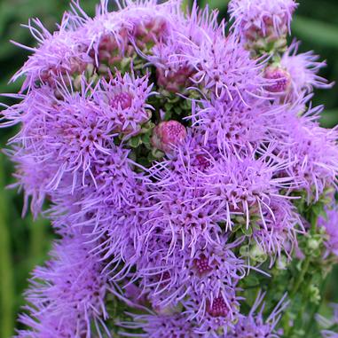 Liatris aspera