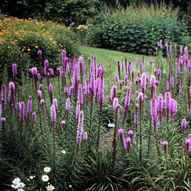 Liatris pycnostachya