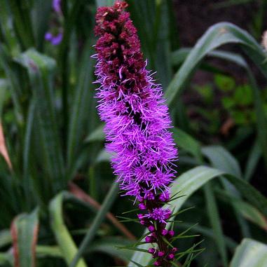 Liatris spicata