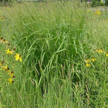 Panicum virgatum