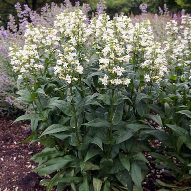 Penstemon digitalis