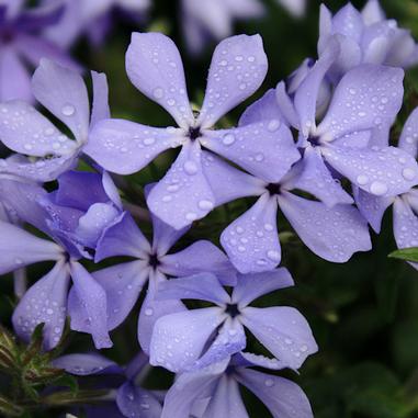 Phlox divaricata