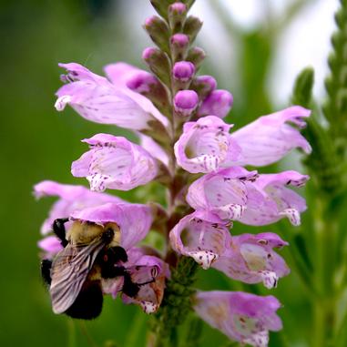 Physostegia virginiana