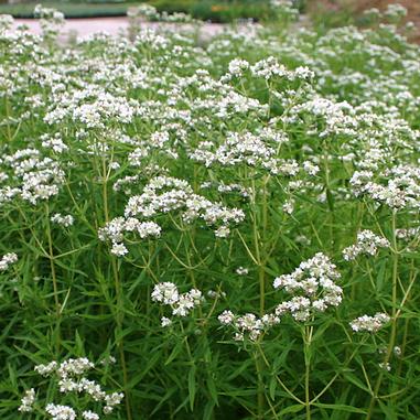 Pycnanthemum virginianum