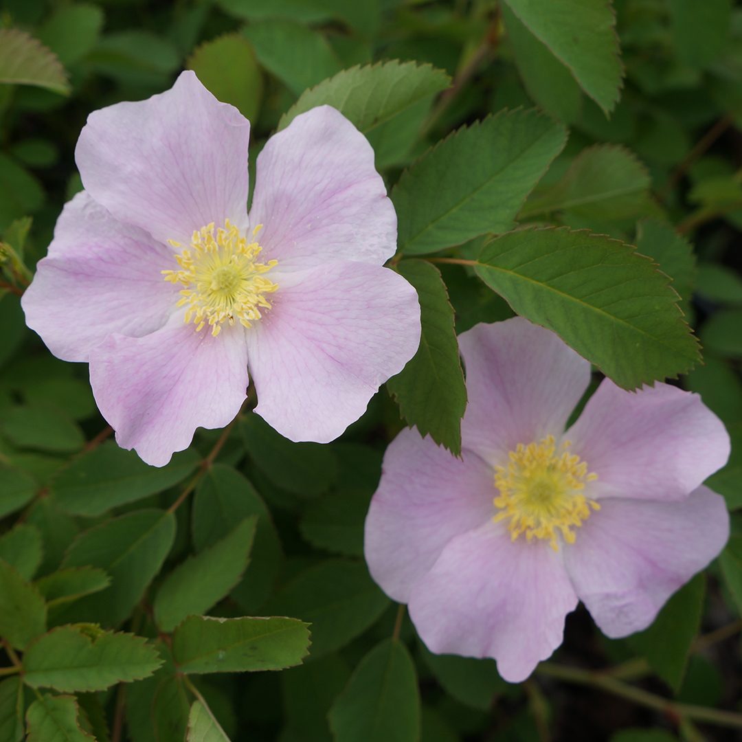 Rosa blanda (NGN)