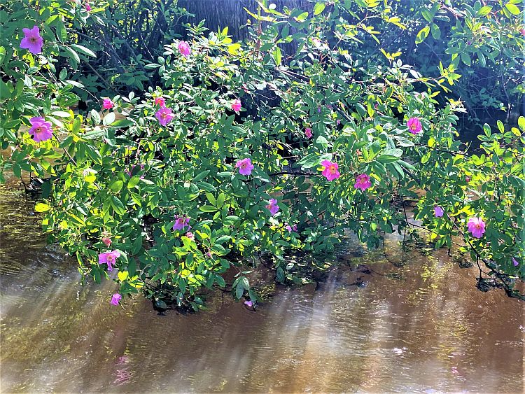 Rosa palustris