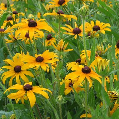 Rudbeckia hirta