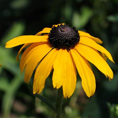 Rudbeckia fulgida var. speciosa