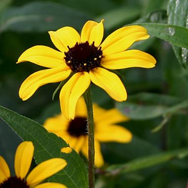 Rudbeckia subtomentosa