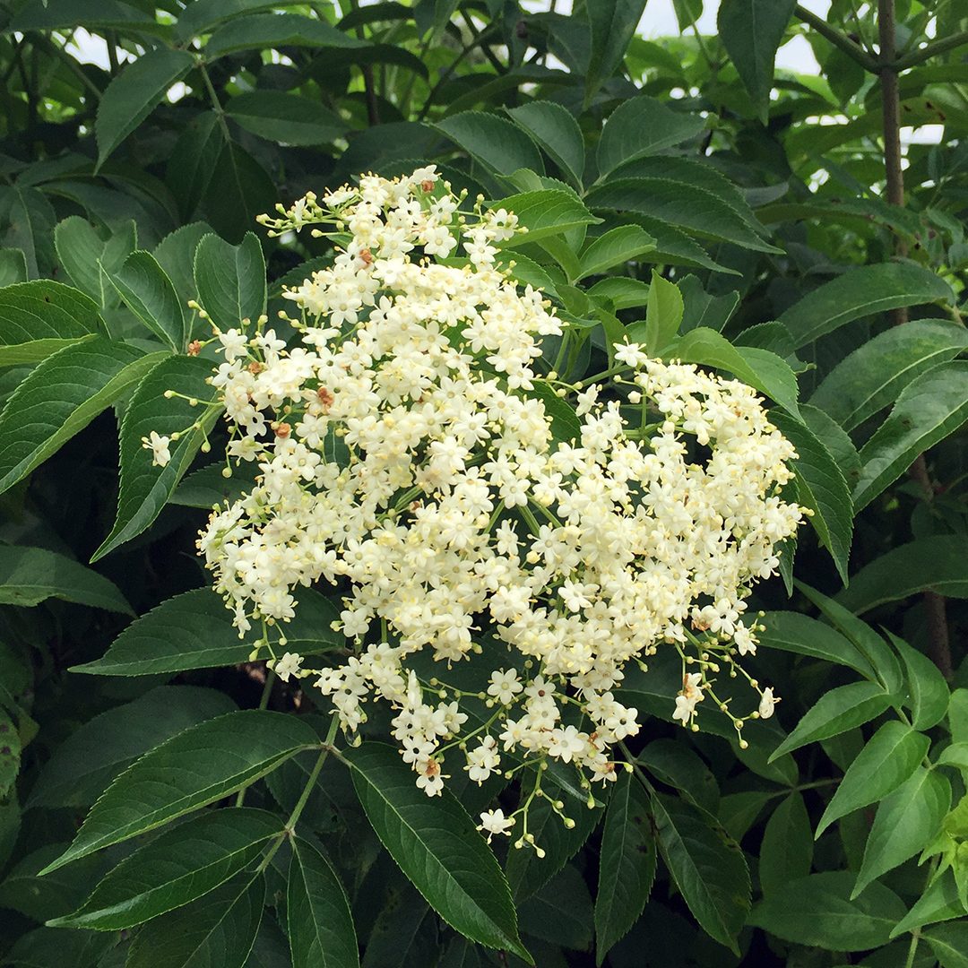 Sambucus canadensis (NGN)