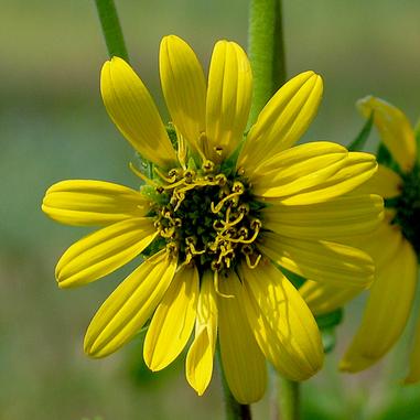 Silphium integrifolium