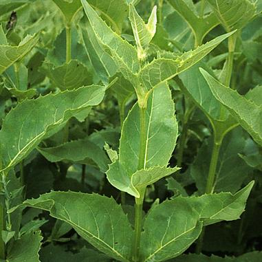 Silphium perfoliatum