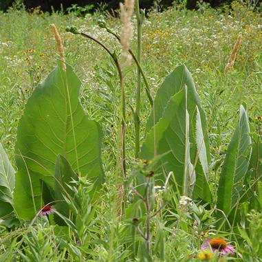 Silphium terebinthinaceum