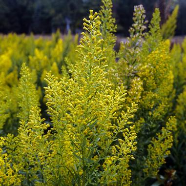Solidago speciosa