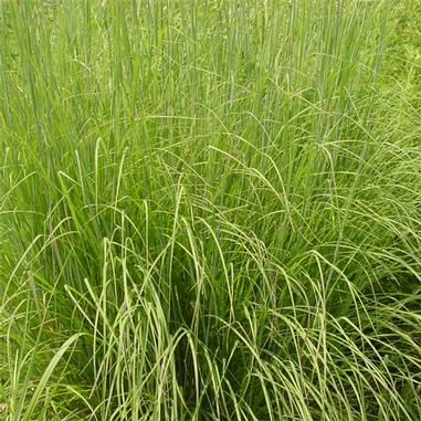 Sorghastrum nutans
