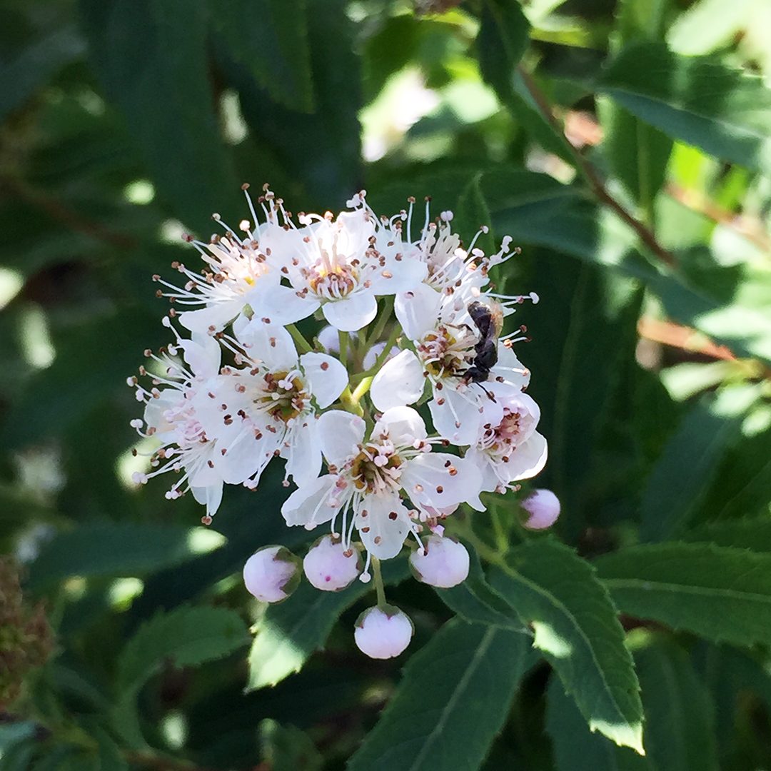Spiraea alba (NGN)