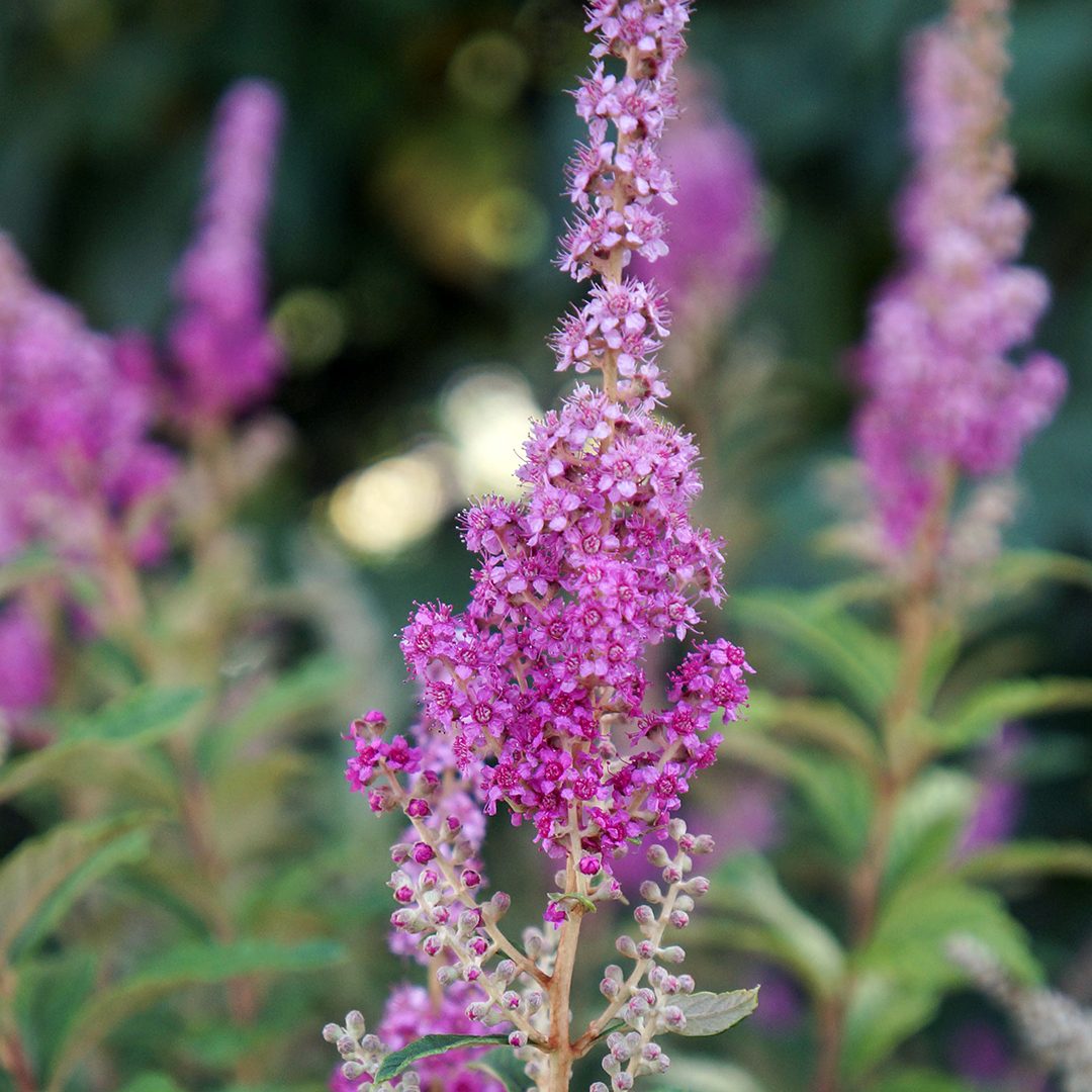 Spiraea tomentosa (NGN)