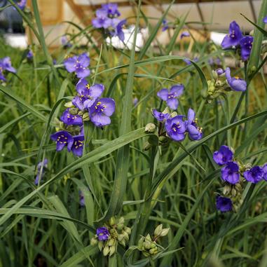 Tradescantia ohiensis