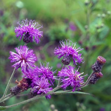 Vernonia fasciculata