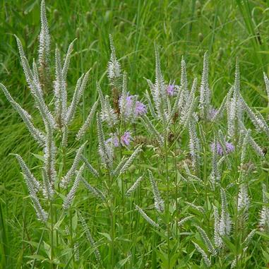 Veronicastrum virginicum