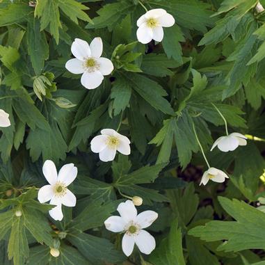 Anemone canadensis