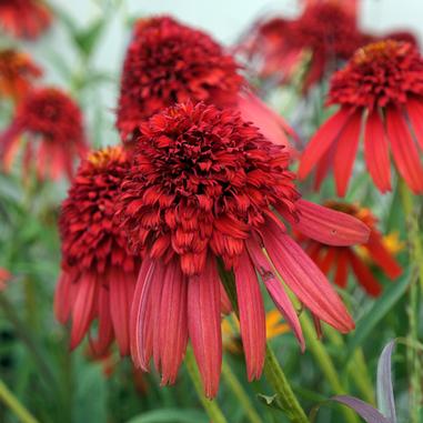 Echinacea 'Hot Papaya'