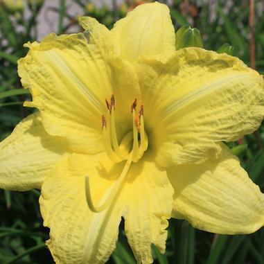Hemerocallis 'Going Bananas'