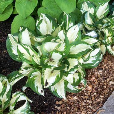 Hosta 'Loyalist'