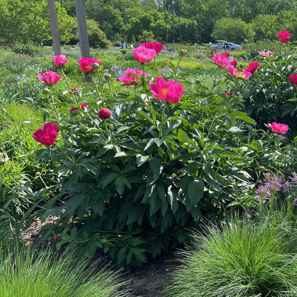 Paeonia 'Scarlett O'Hara'