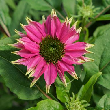 Echinacea 'PAS702917'