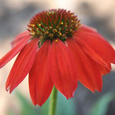 Echinacea 'Balsomsed'